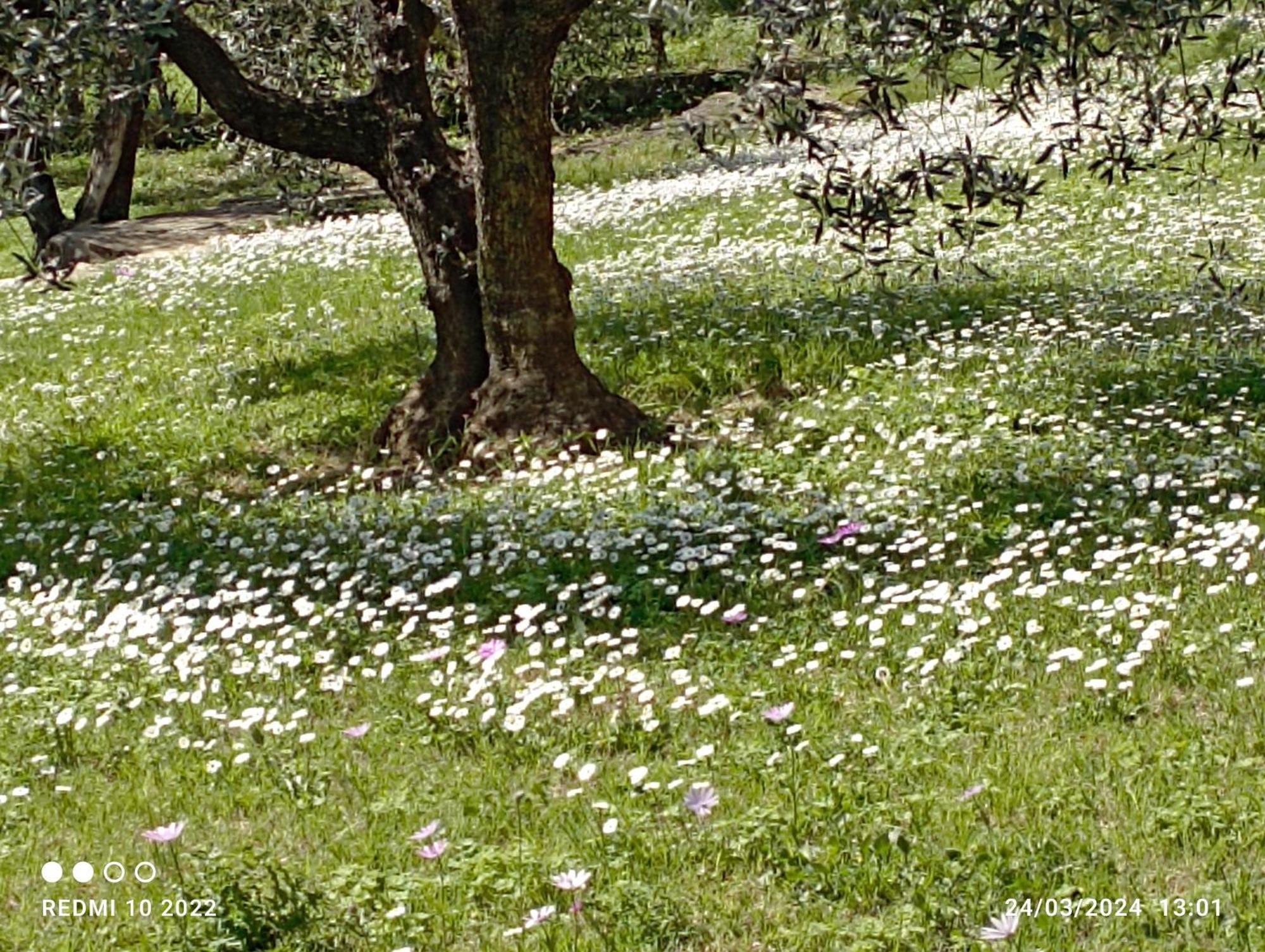 Villa Luna Comeana Eksteriør billede