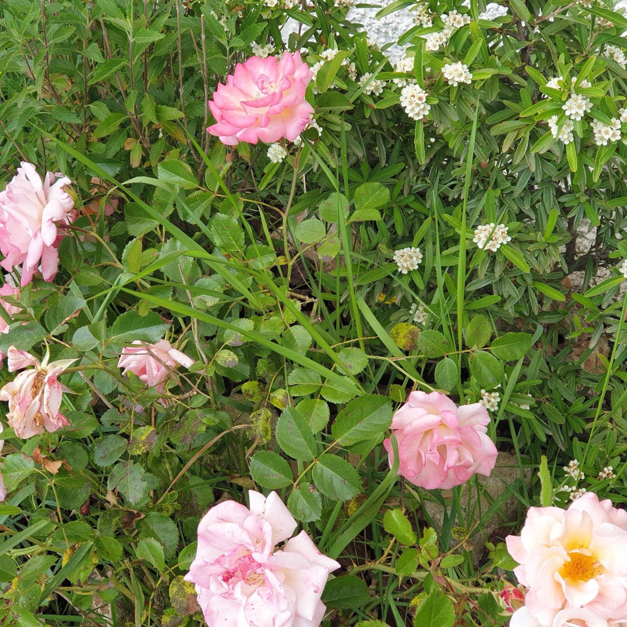 Villa Luna Comeana Eksteriør billede